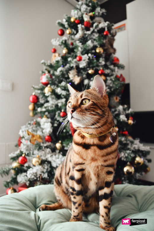 Gatto del bengala e albero di Natale, Alex