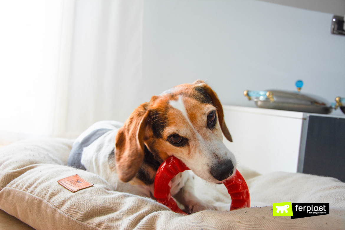 Cão em casa com Sorriso de Ferplast