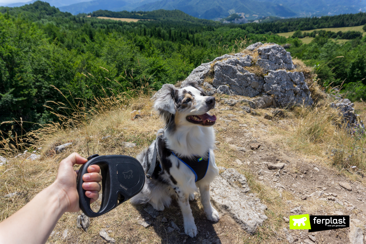 Happy on Ferplast leash during dog walking