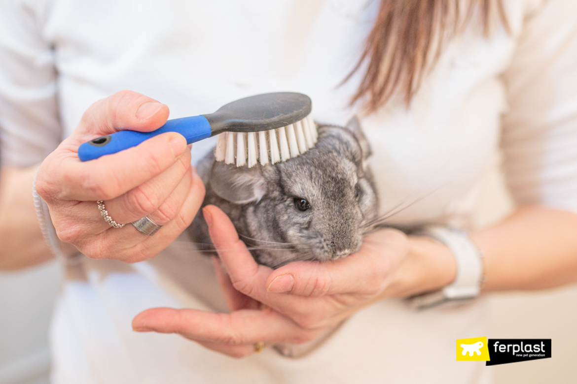 can chinchillas get wet