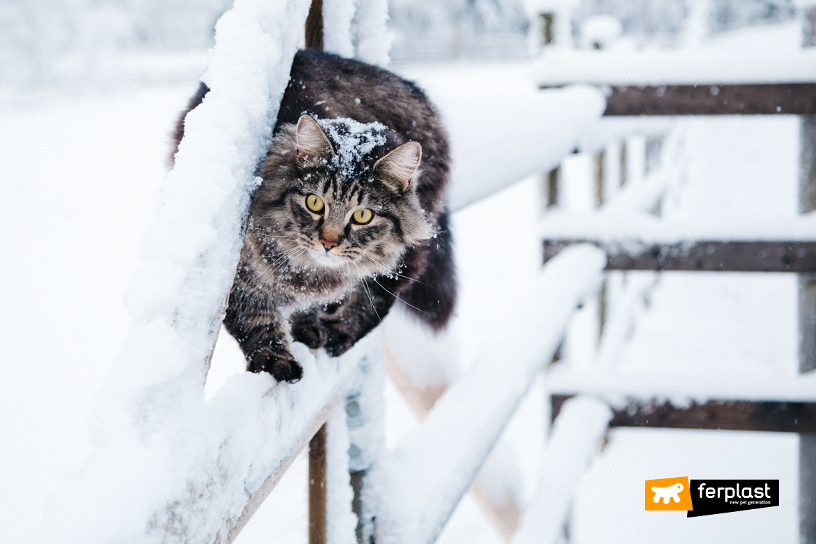 Gatto sulla neve