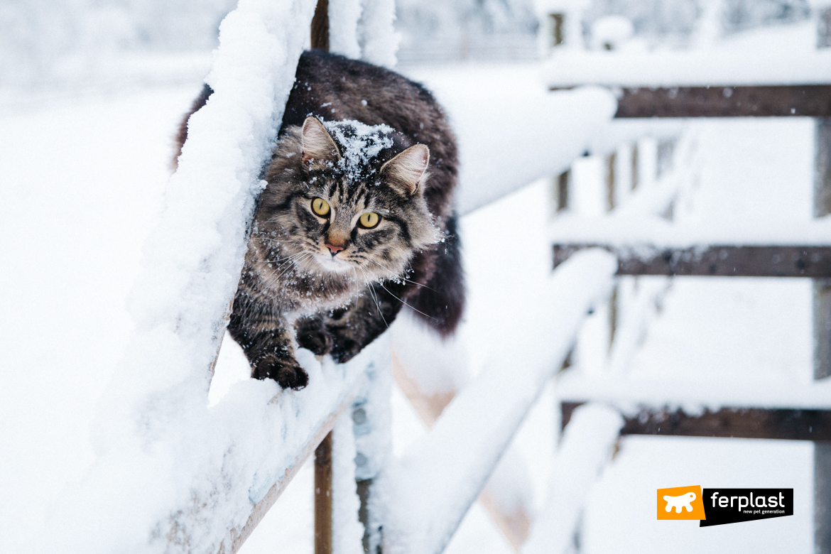 Cat in the snow