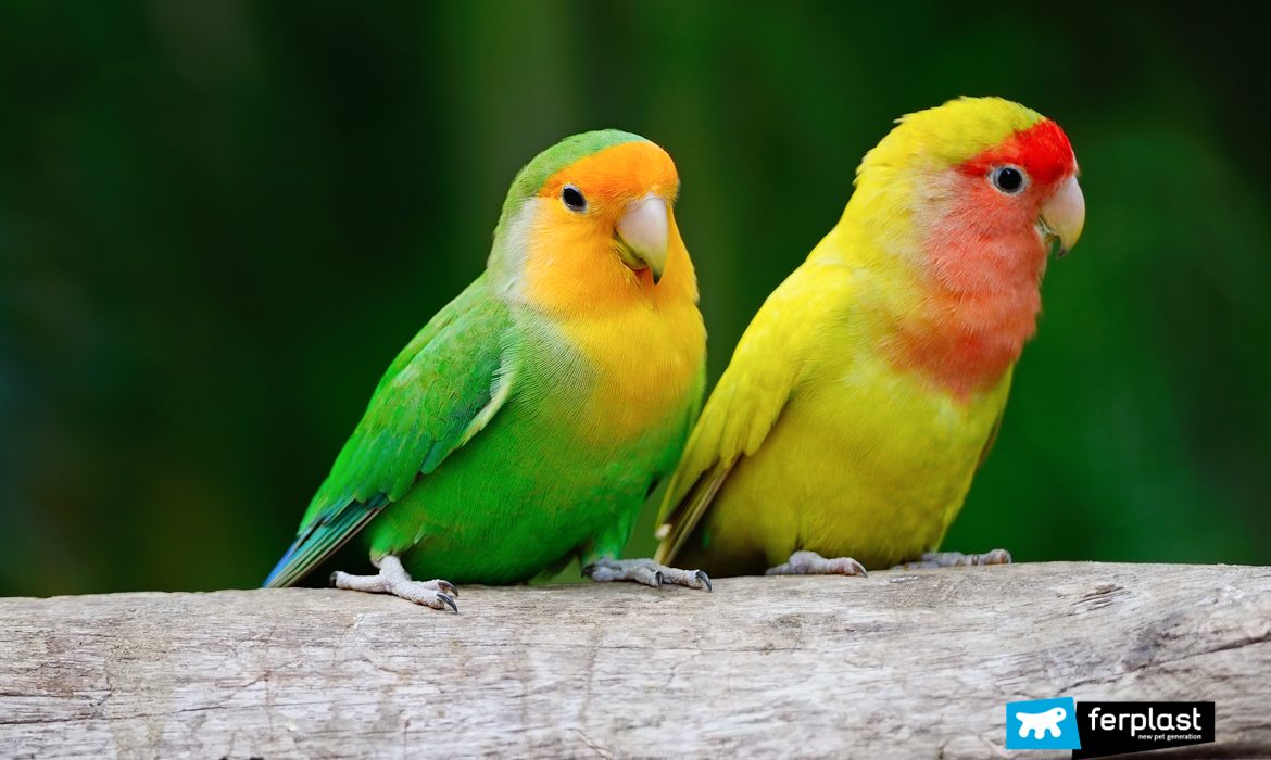 Papagaios inseparáveis juntos em uma árvore