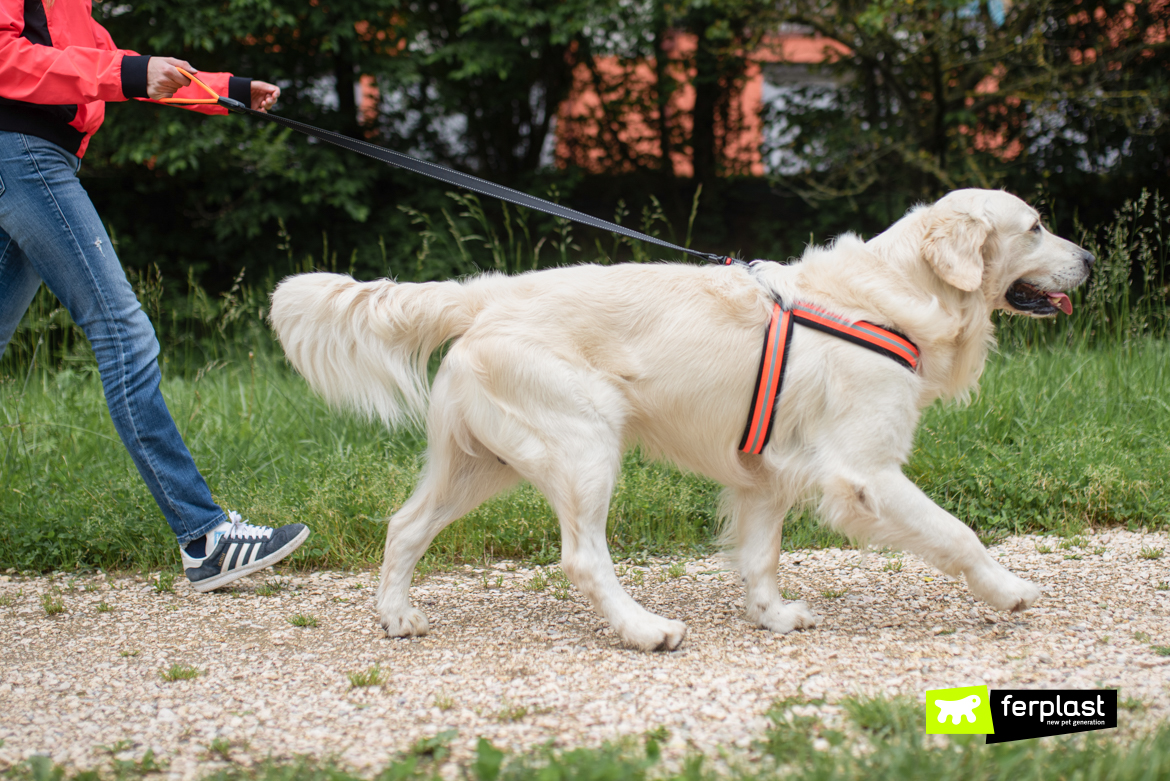 Guinzaglio Per Cani - Hiking Reflective