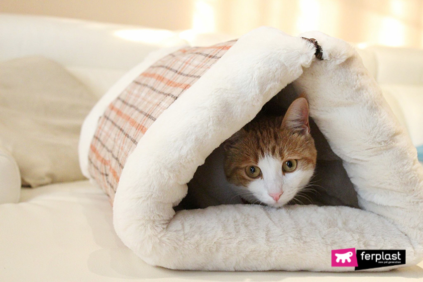 Gatto si riposa su coperta Ferplast