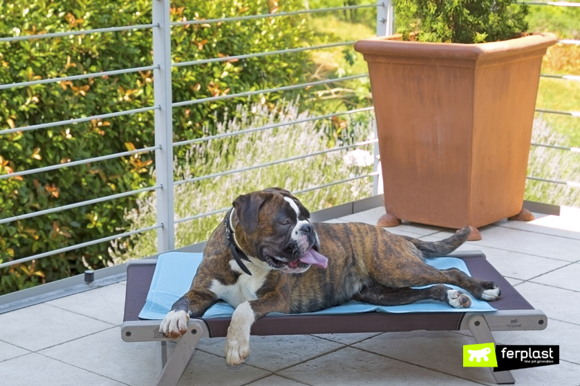 Tappetino refrigerante per cane, una soluzione per il caldo? - la Repubblica