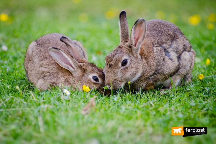 Due conigli sul prato
