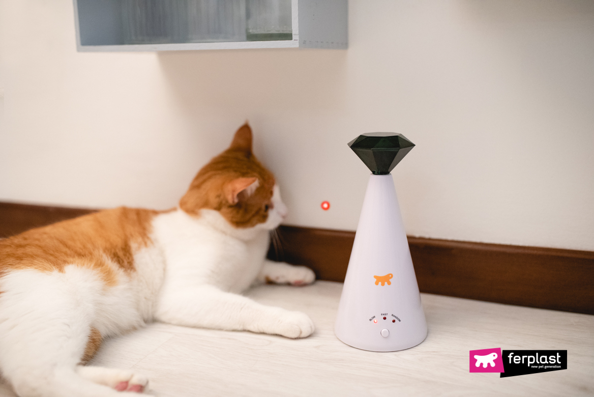 Perché è meglio non far giocare il gatto con il laser?