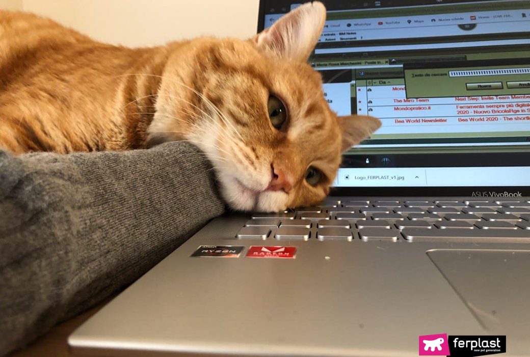 Gato estressado no computador do proprietário