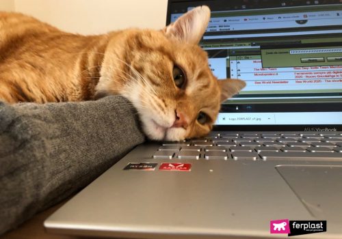 Gato estressado no computador do proprietário