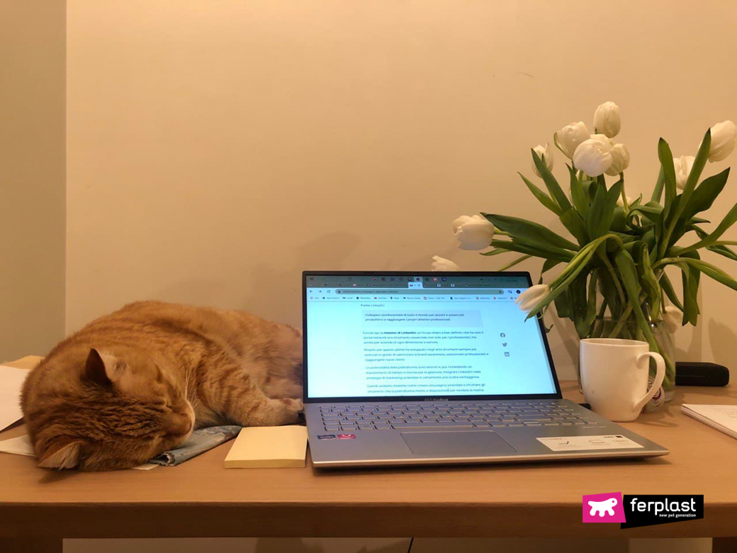 O gato estressado dorme ao lado do computador