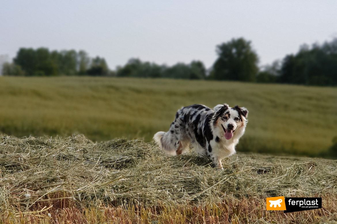 Собака бежит по лужайке