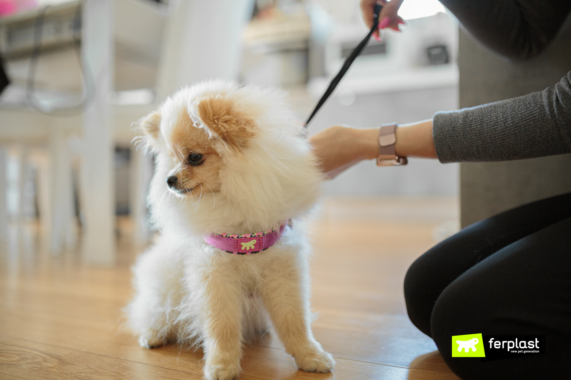 Lulu Da Pomerânia: Energia No Tamanho Do Bolso