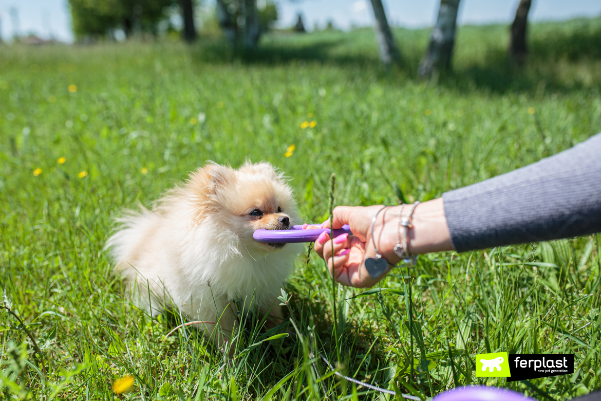 Volpino di Pomerania gioca con Puller mini di Ferplast