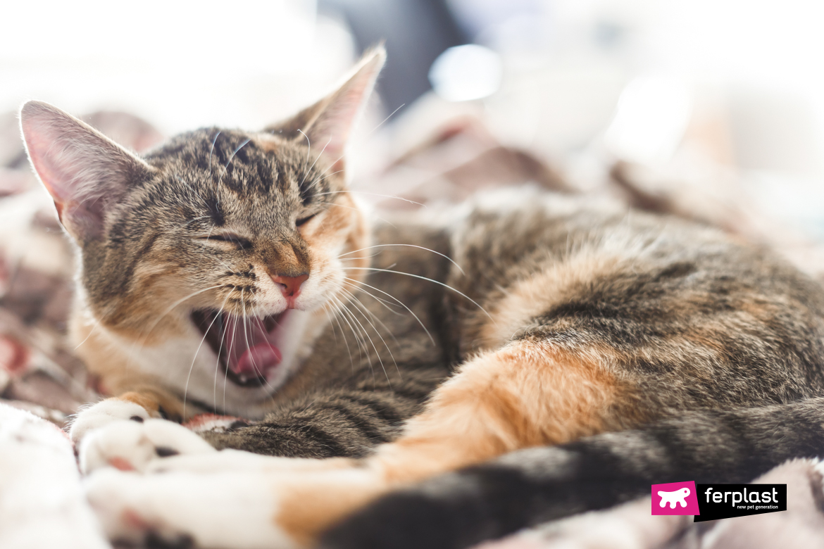 Cat yawns