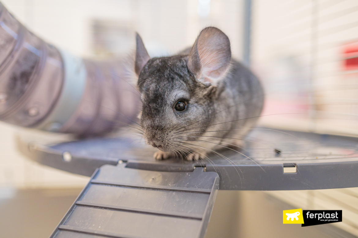 do chinchillas have health problems