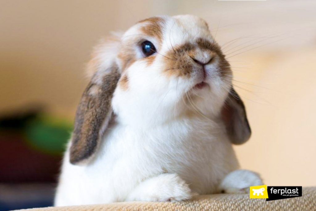 Why Does The Rabbit Always Move The Nose?