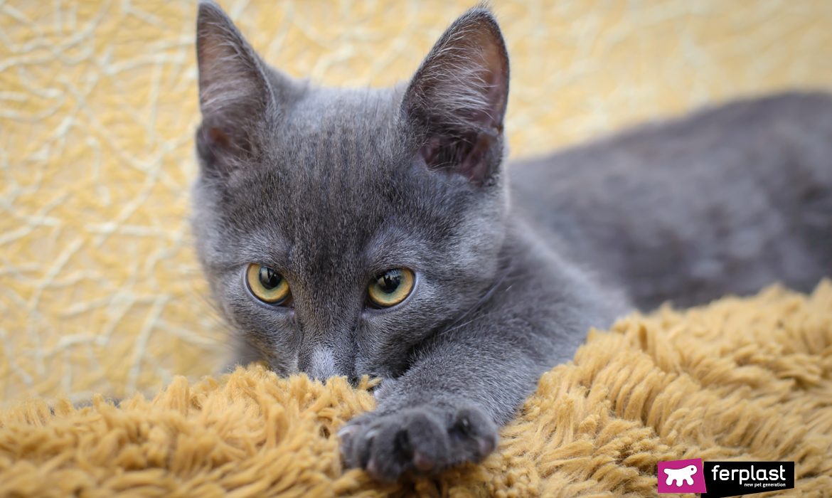 Gatto-grigio-occhi verdi disteso su divanetto Ferplast