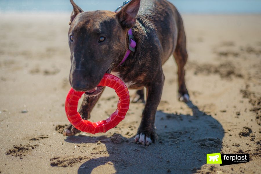 Bull Terrier al mare gioca con Smile, gioco dentale di Ferplast