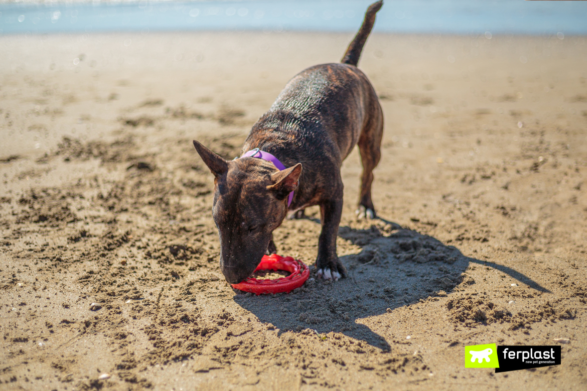 Bull-terrier-à-beira-mar-com-Smile-o-brinquedo-dentário-da-Ferplast