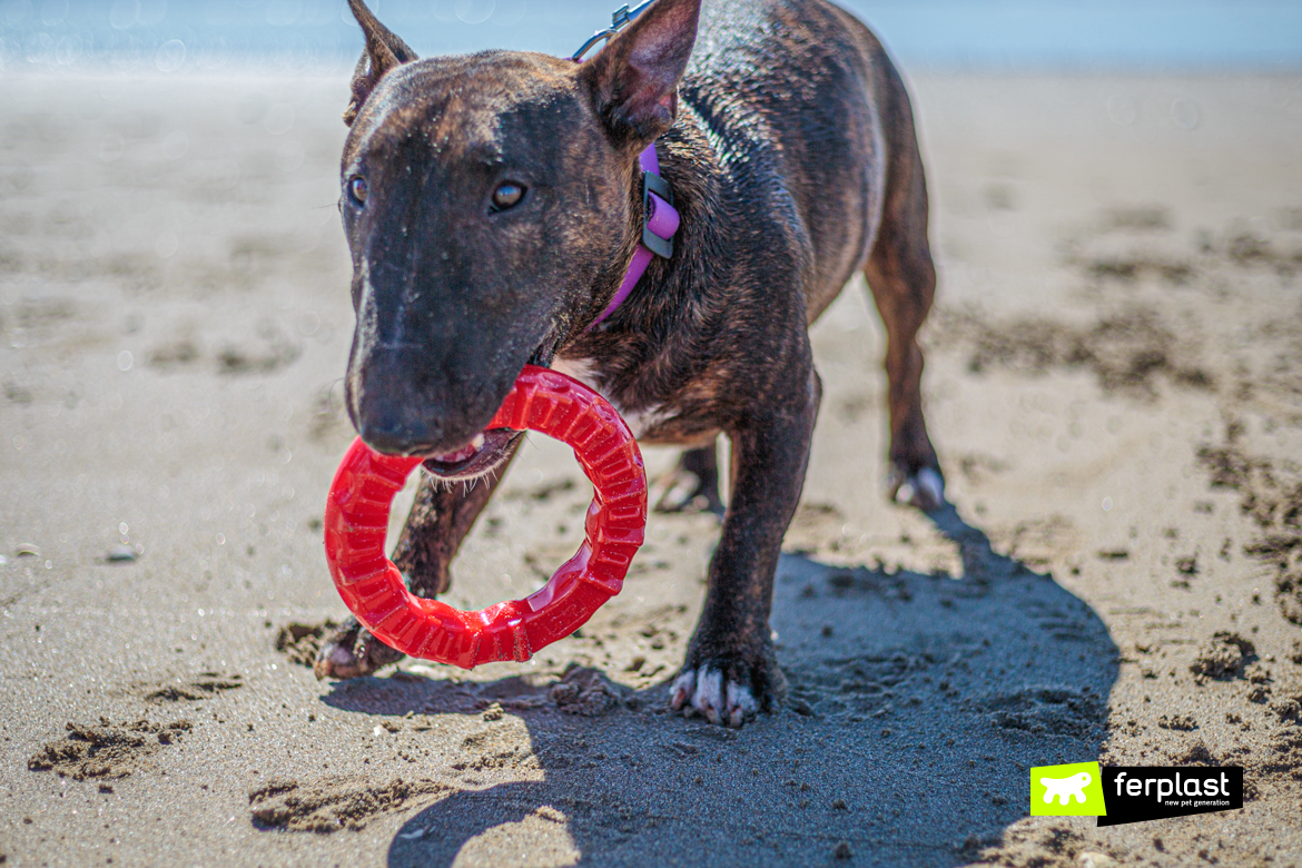 Bull Terrier Miniature gioca con Smile di Ferplast