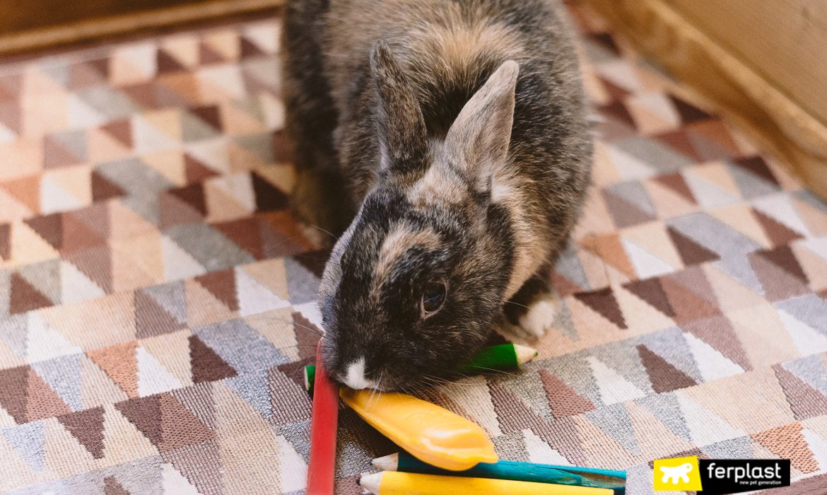 Аксессуары для кроликов: жевательные игрушки