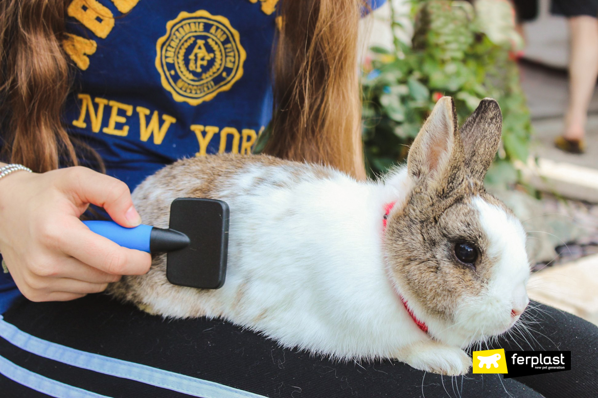 Accessoires pour lapins : brosses