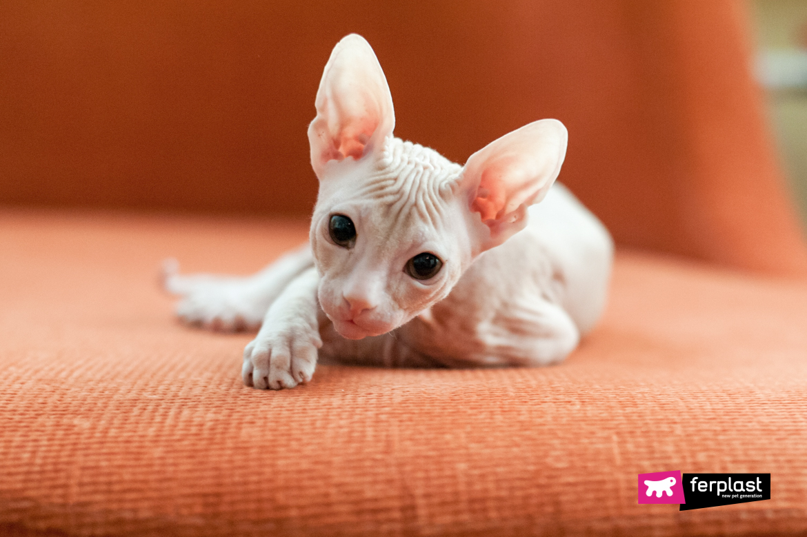 Gato-sem-pêlos-deitado-no-sofá-olhando-para-as-lentes