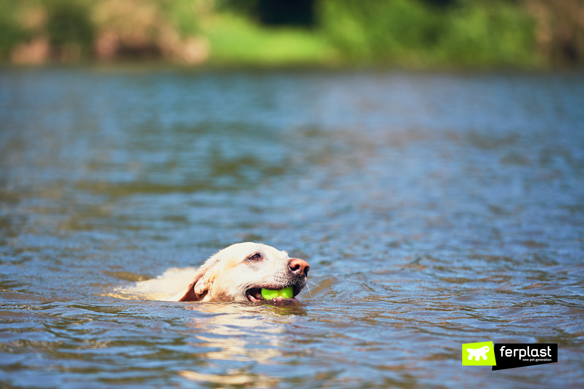 Le chien nage avec la petite boule dans sa bouche