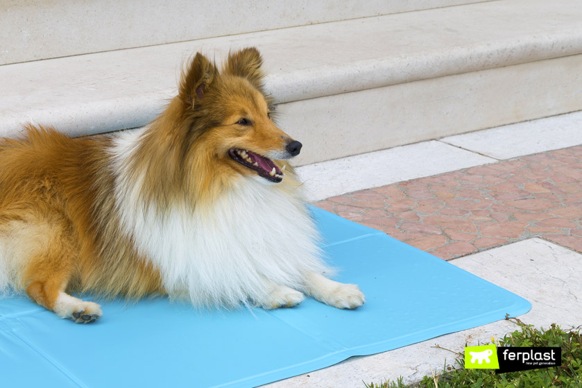 Tappetino refrigerante per cane, una soluzione per il caldo? - la Repubblica