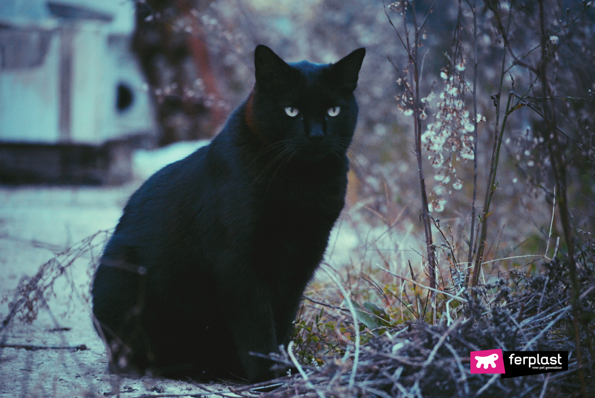 Gatto nero in posa in mezzo alla natura