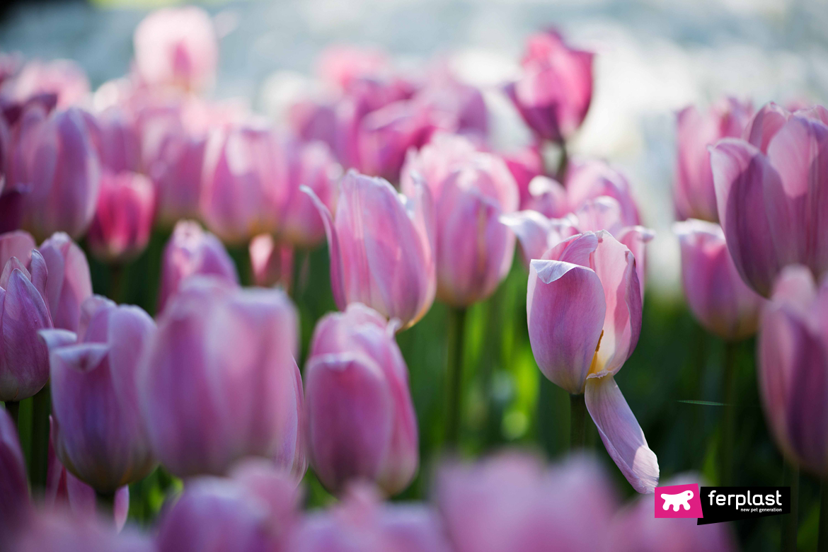 Tulipas entre as flores venenosas para gatos