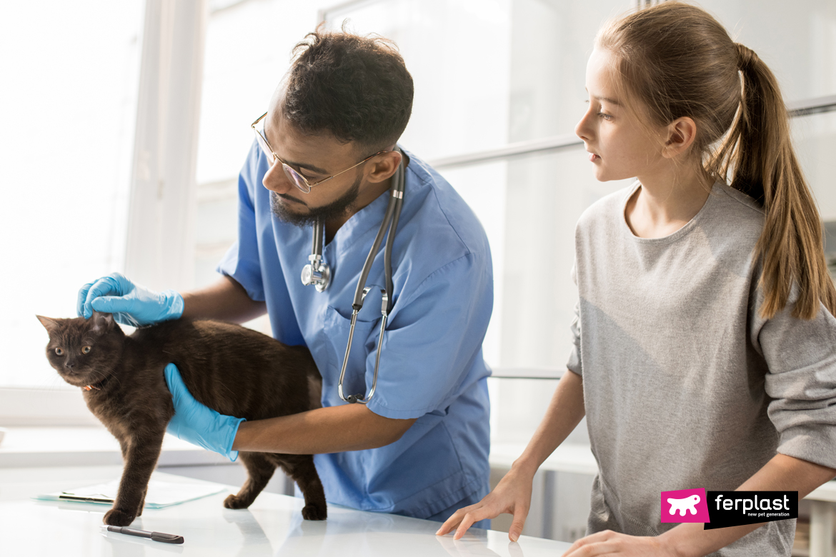 Cat goes to the vet for the microchip