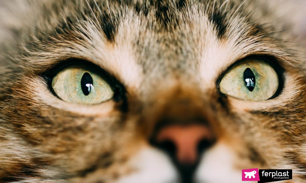 Olhar de perto dos olhos de um gato