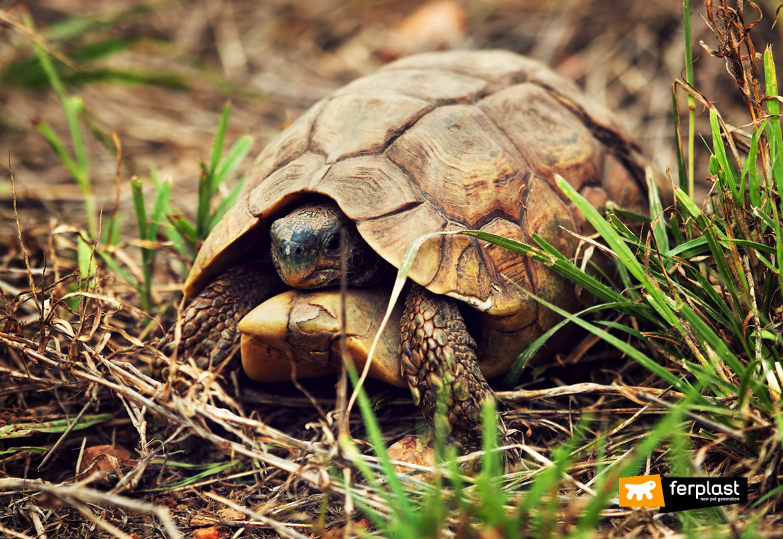 Tortoise hibernating in winter