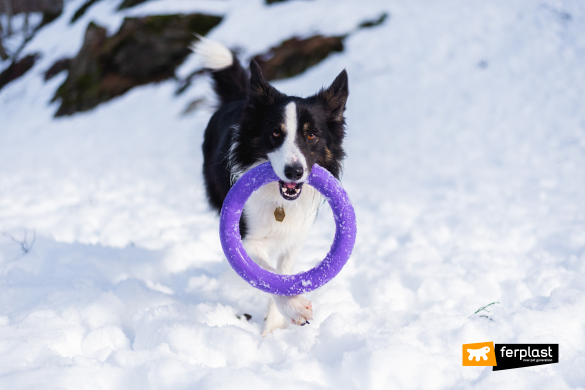 Dog on the snow with Puller by Ferplast
