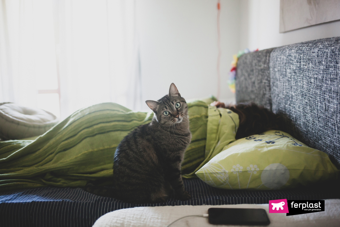 Cat on the bed next to his pet parent