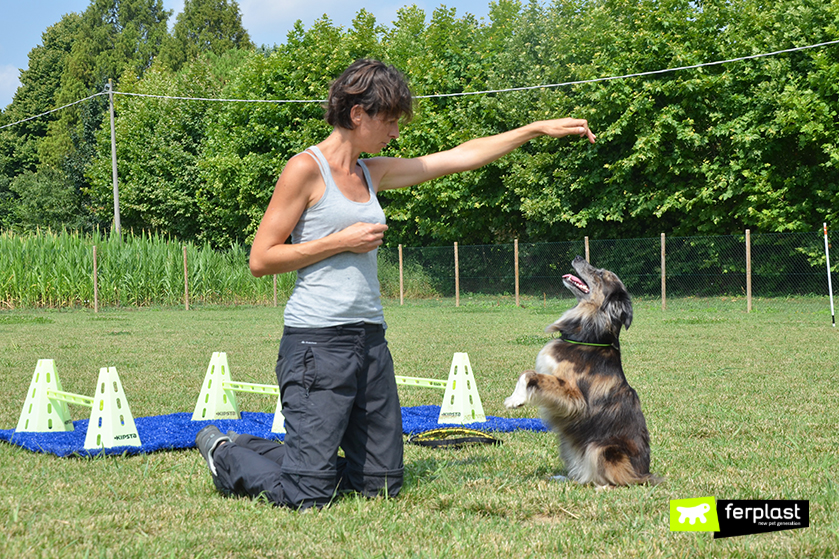 How to teach a dog to stand