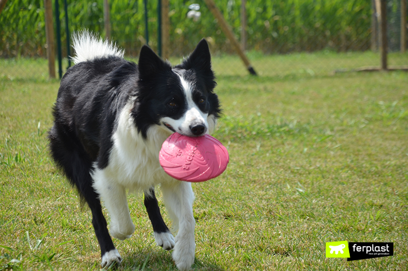 Staying Fit With Frisbees Love Ferplast