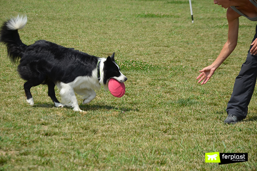 Dog Hit By Frisbee