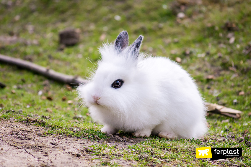 Dwarf lionhead rabbit store size