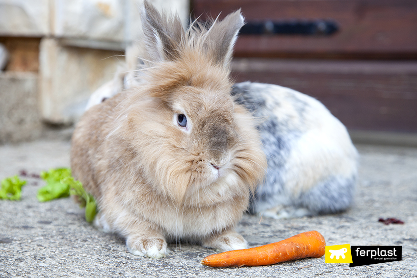 baby dwarf lionhead bunny