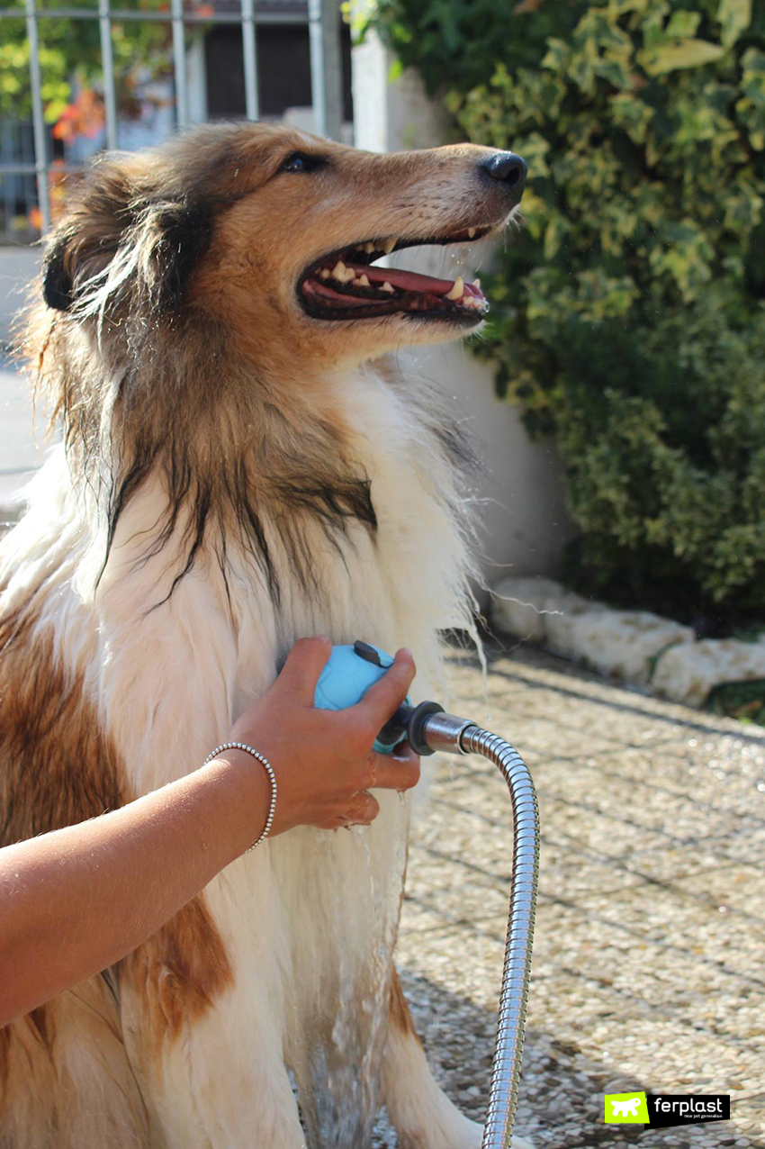 fare il bagnetto al cane? Come lavare il Cane a casa - LOVE FERPLAST