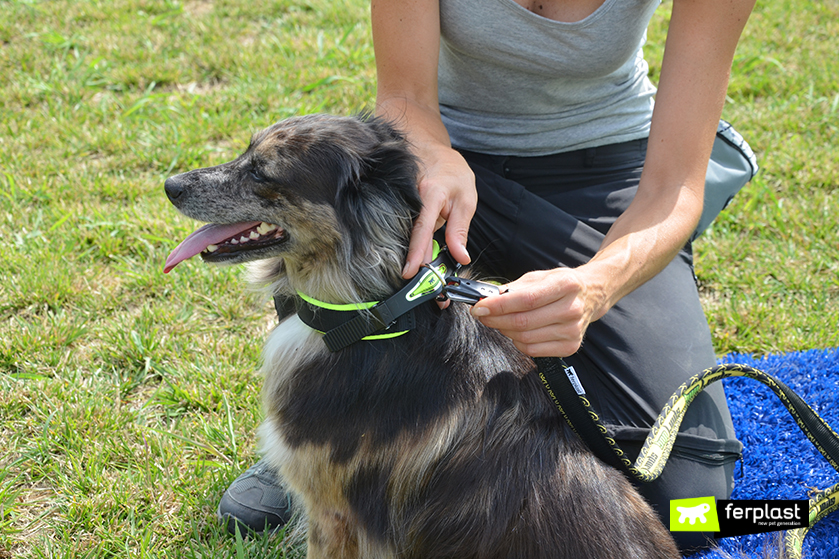 long line dog training