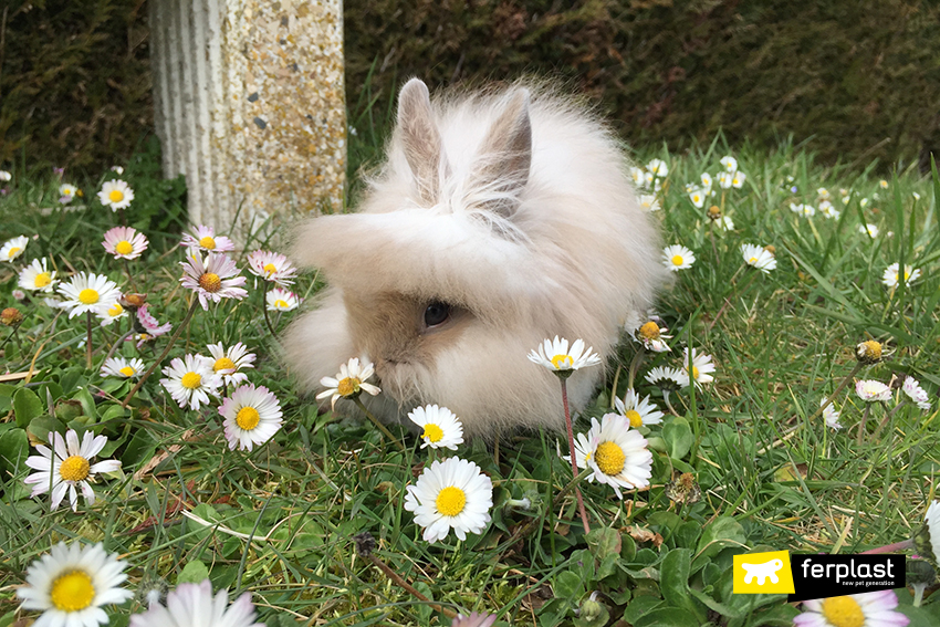 dwarf rabbits lionhead