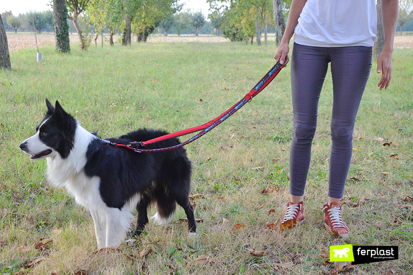love on a leash training