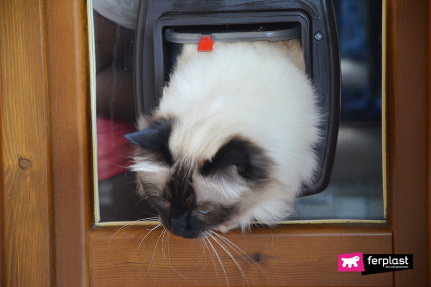 Airtight cat cheap flap