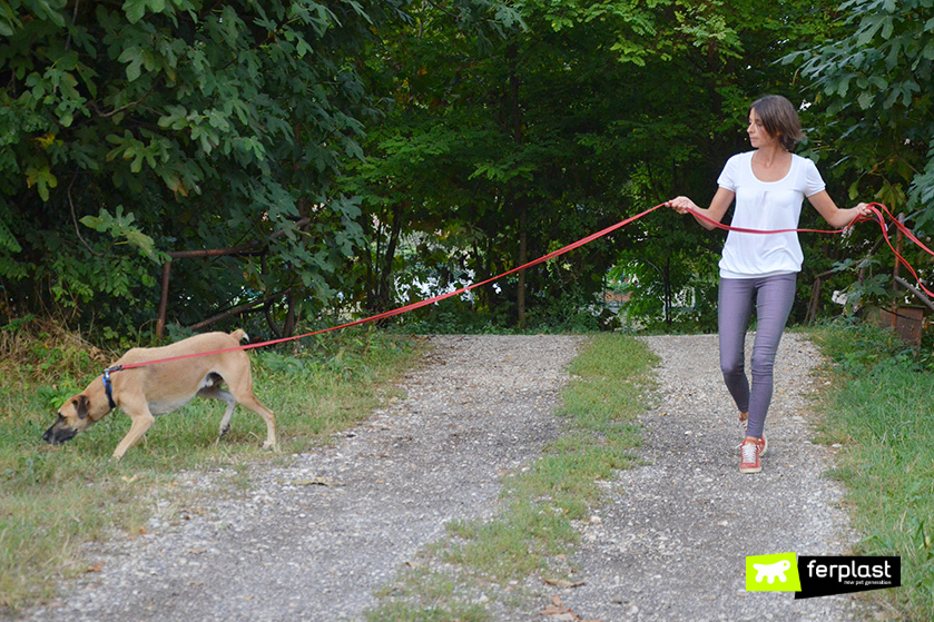 Come insegnare al cane a non tirare al guinzaglio