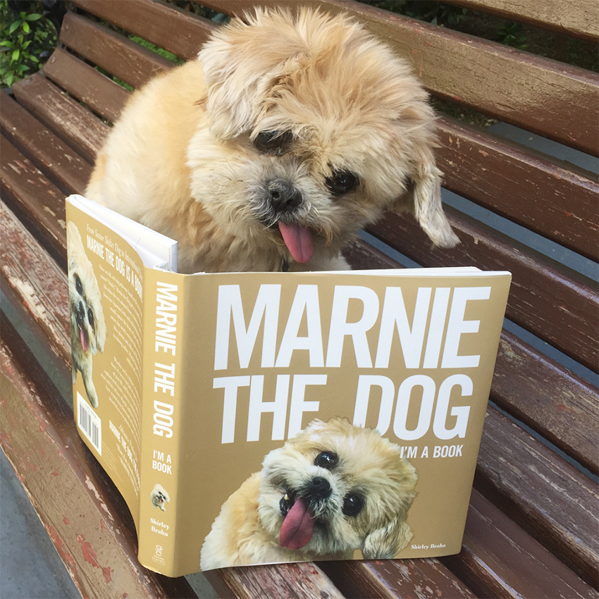 marnie_the_dog_instagram