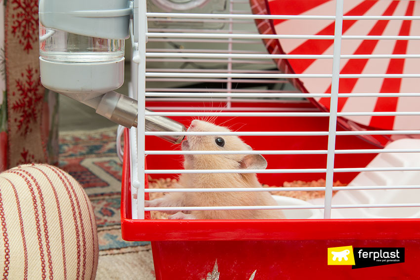 How to make a shop hamster cage not smell